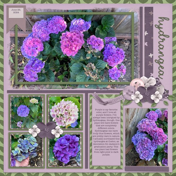 Hydrangea