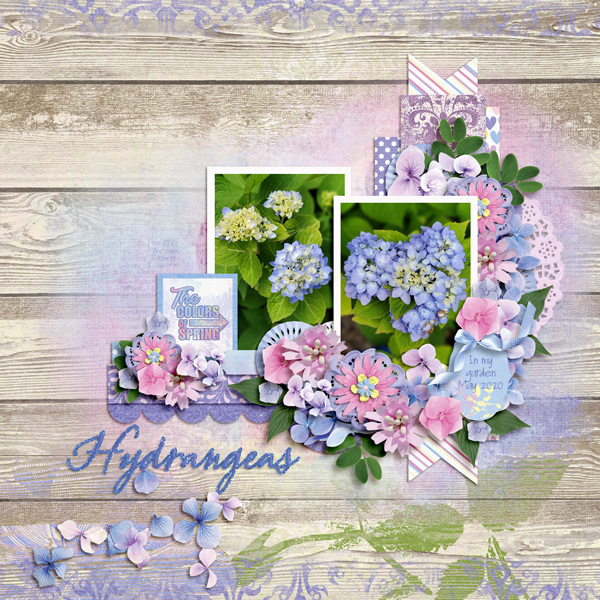 Hydrangeas