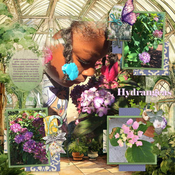 Hydrangeas