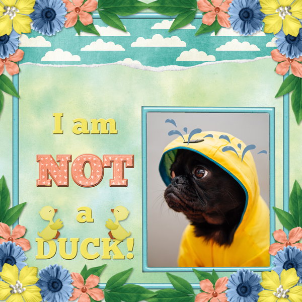 I am NOT a DUCK!