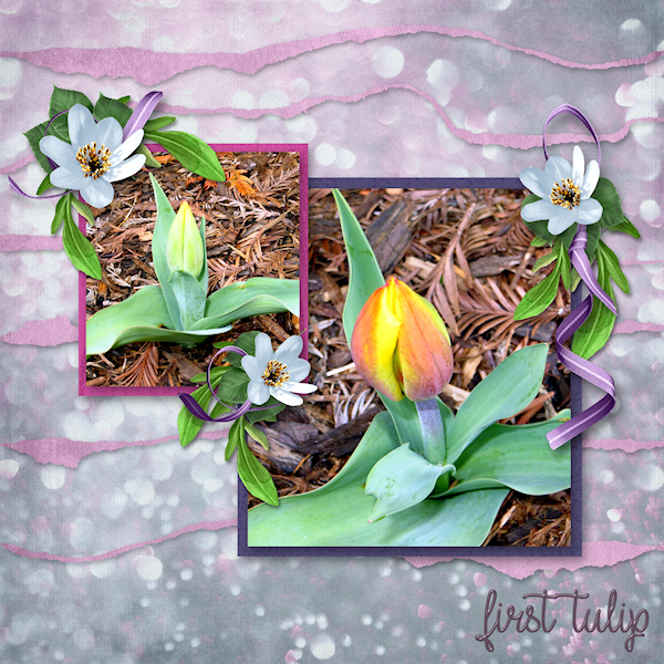 I have a tulip!!!