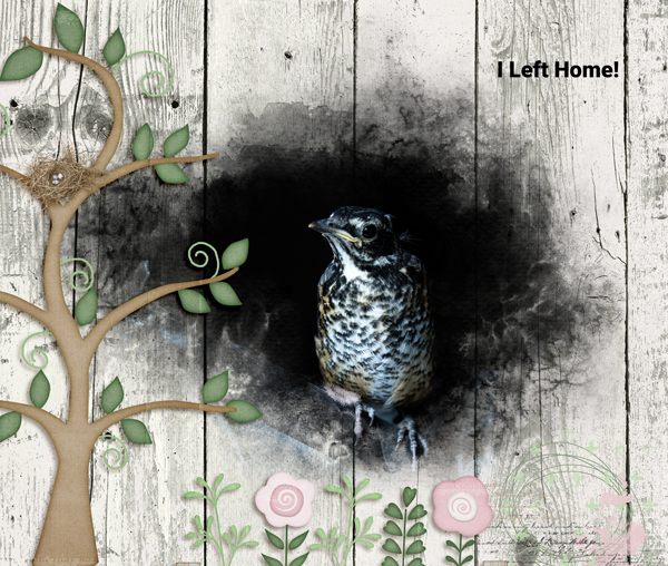 I Left Home!  Baby Robin Photomask Challenge - GS - June 2022 Peter Cottont