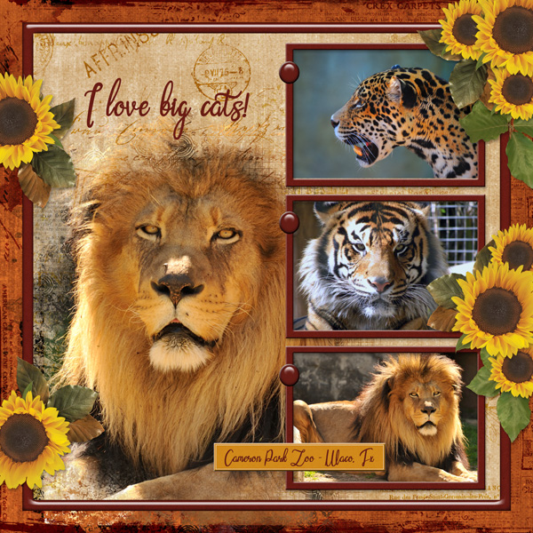 I love big cats!