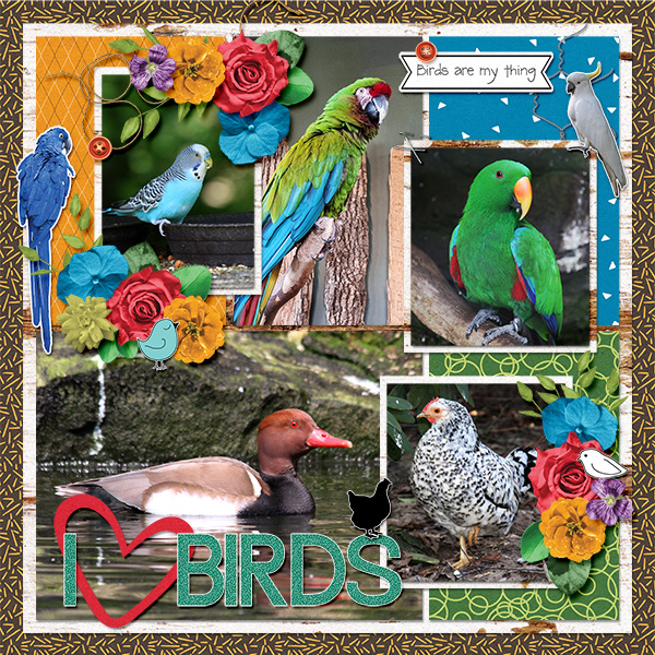 I love birds