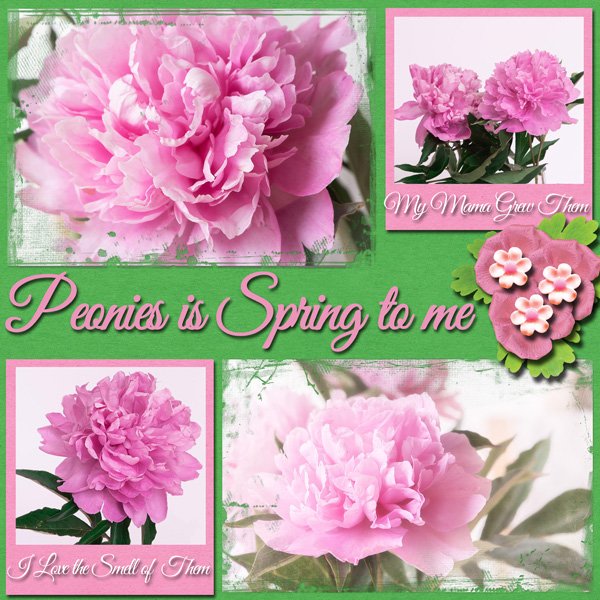 I Love Peonies