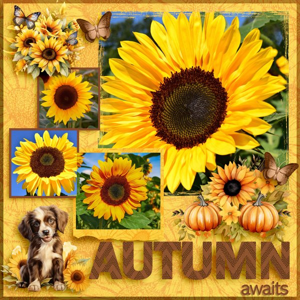 I Love Sunflowers