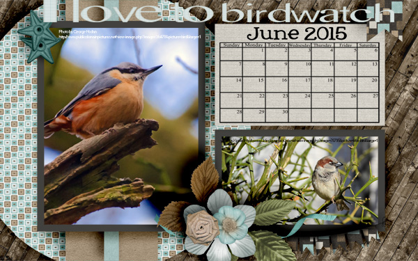 I Love to Birdwatch