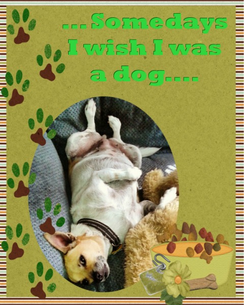 I wish I was a dog