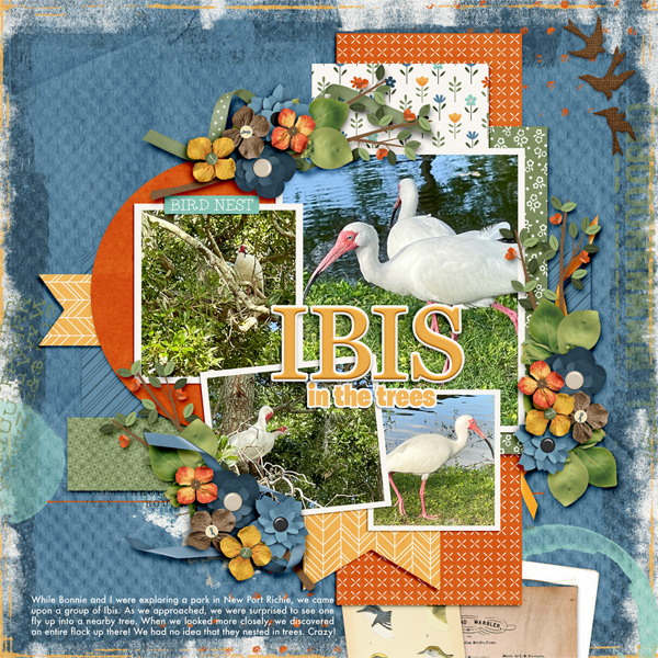 Ibis in the trees