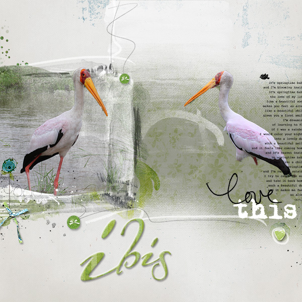 Ibis