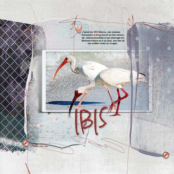Ibis