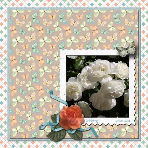 Iceburg Rose