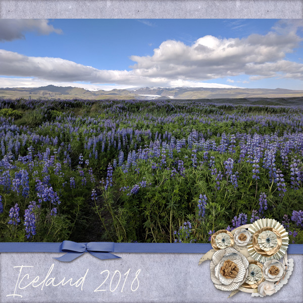 Iceland flowers 2018