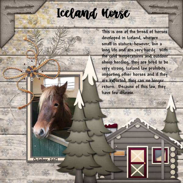 Iceland Horse
