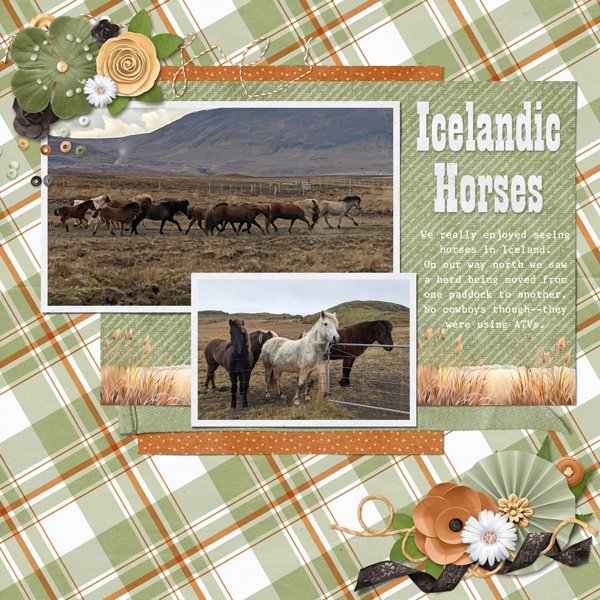 Icelandic Horses