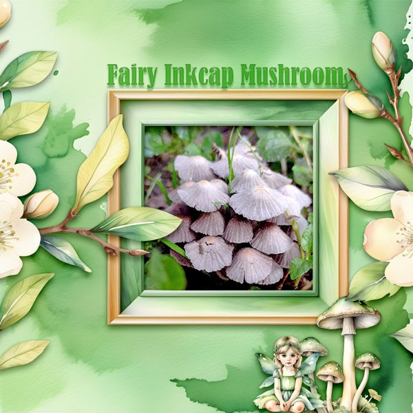ID_FairyForest-.jpg