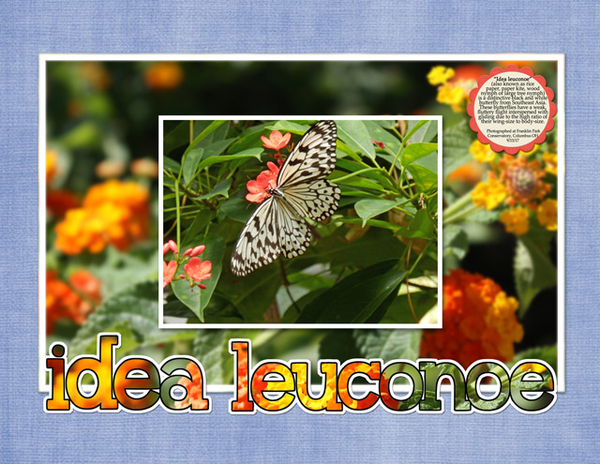 Idea Leuconoe