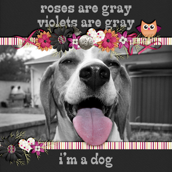 i'm a dog
