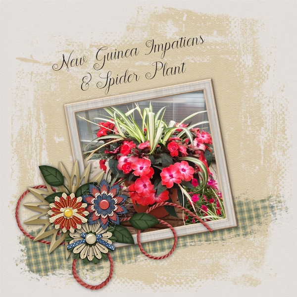 Impatiens and Spider Plant