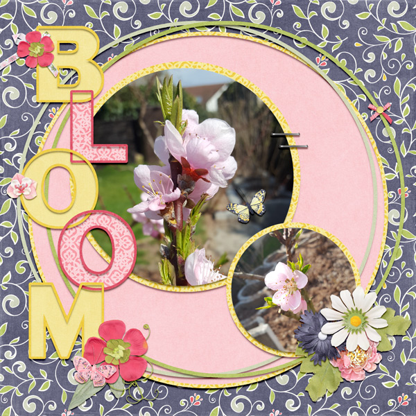 in bloom