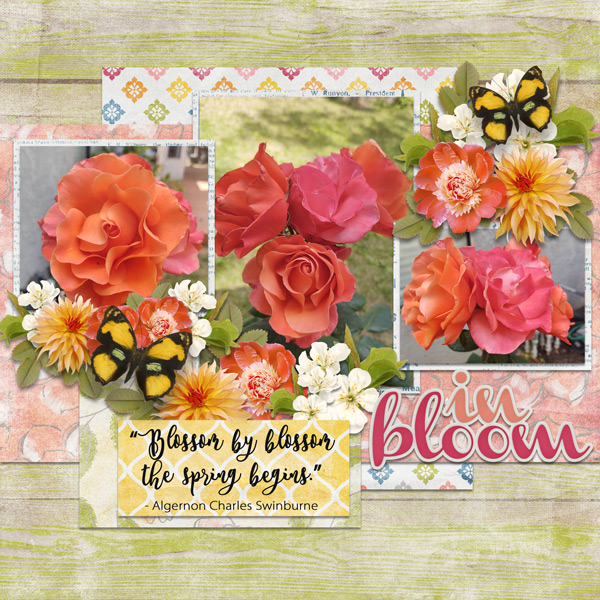 in bloom