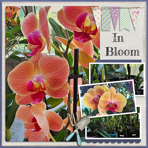 In Bloom