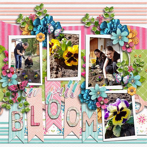 In full bloom