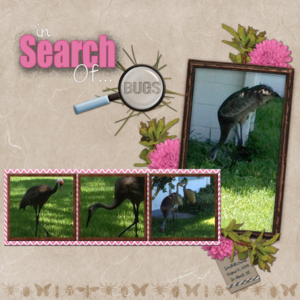 In Search Of...BUGS