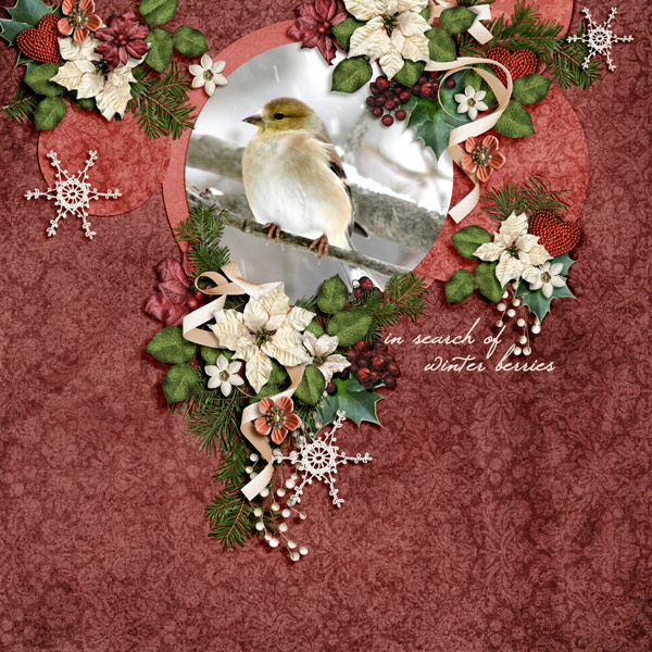 In Search of Winter Berries