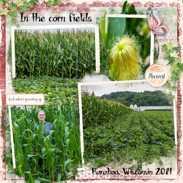 In The Cornfields