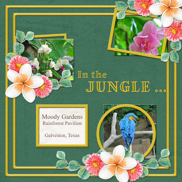 In the Jungle