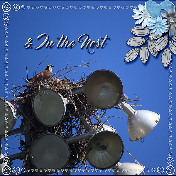 + In The Nest