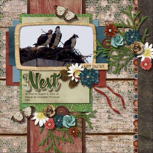 In the Nest
