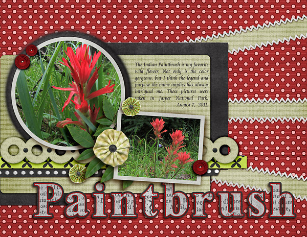 Indian Paintbrush