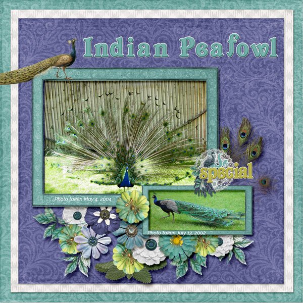 Indian Peafowl small.jpg