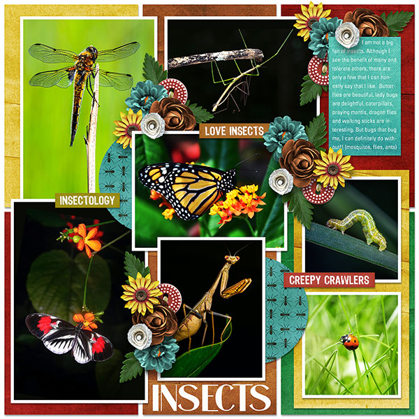 INSECTS