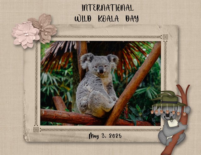 INTERNATIONAL-WILD-KOALA-DAY