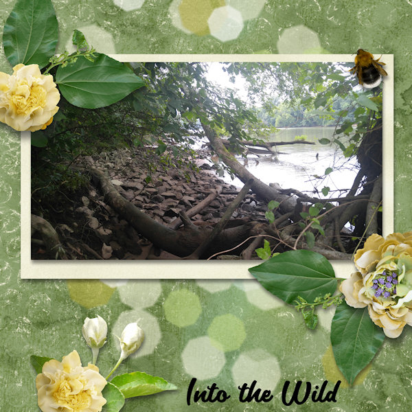 Into The Wild