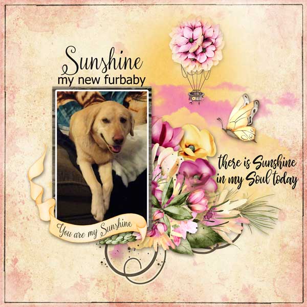 intoducing sunshine