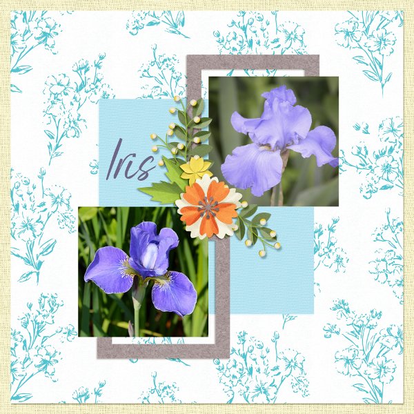 Iris.jpg