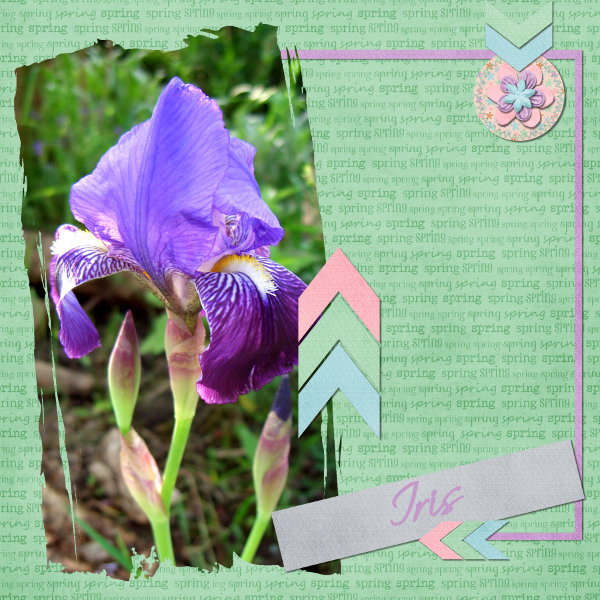 Iris