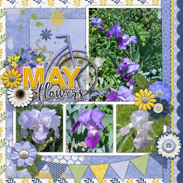 Iris