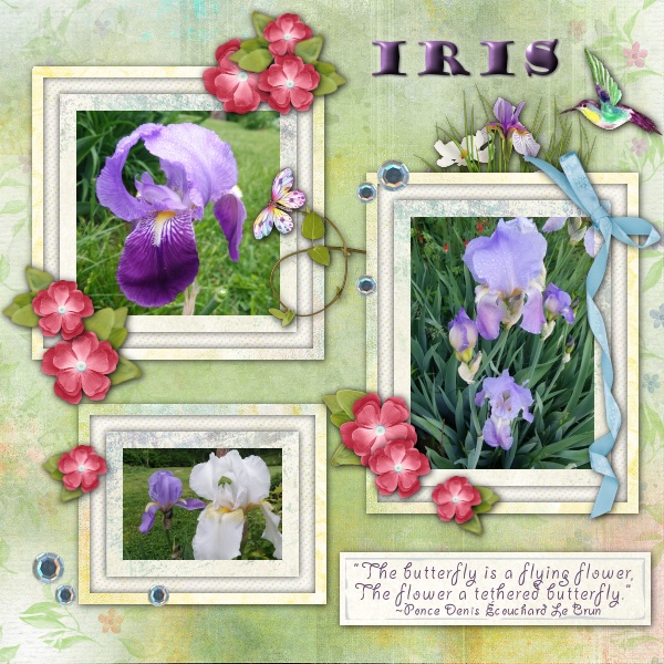 Iris