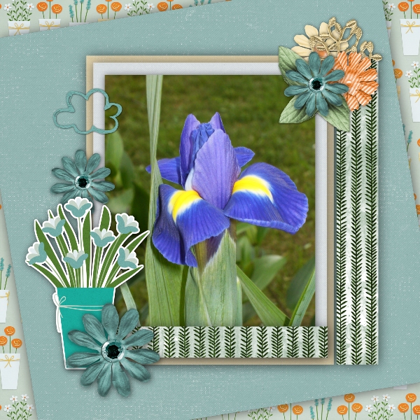 Iris