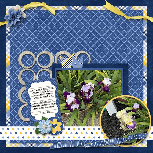 Iris