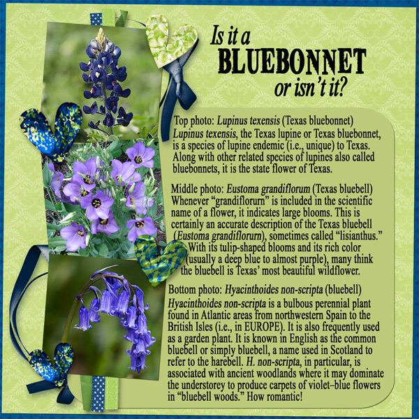 Is it a bluebonnet or isn