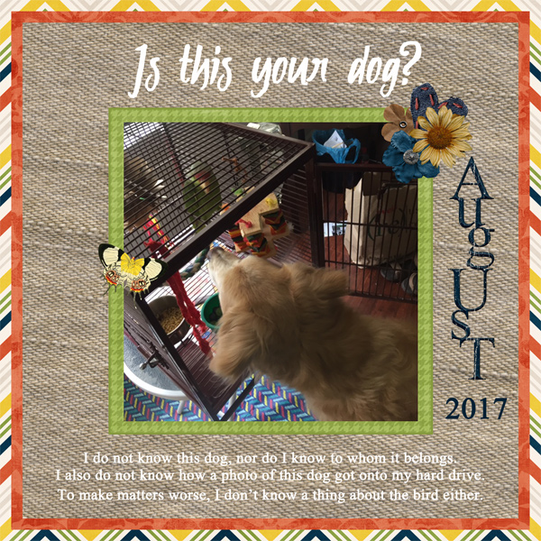 Is this your dog?