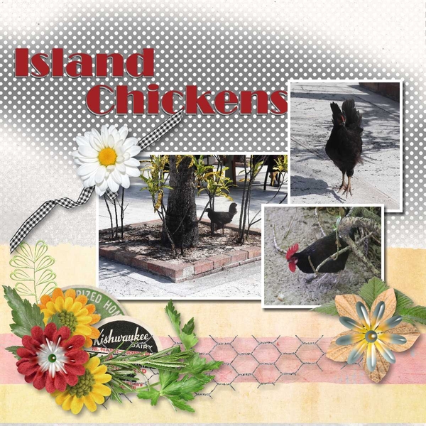 Island Chickens