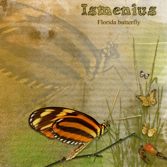 Ismenius Butterfly