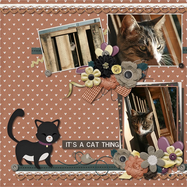Its a Cat Thing